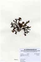 藏品(有柄褐扇藻)的圖片